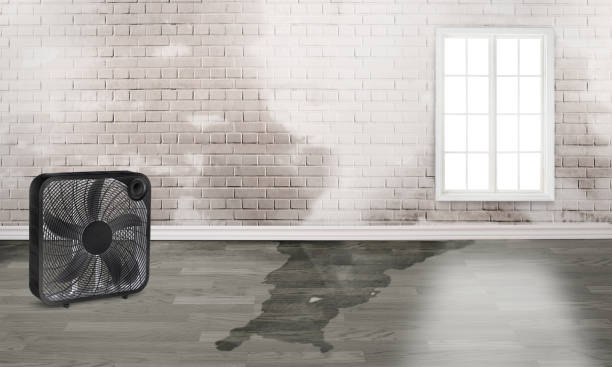 Best Water damage contractors near me  in Swedesboro, NJ
